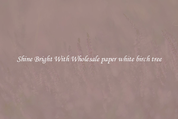 Shine Bright With Wholesale paper white birch tree